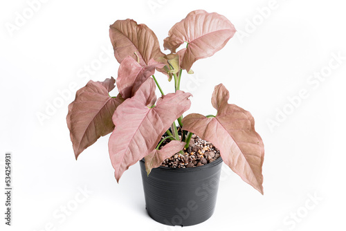 Syngonium Pink Allusion in isolated white background. Syngonium podophyllum 'Pink Allusion' is a cultivar from the Araceae family photo
