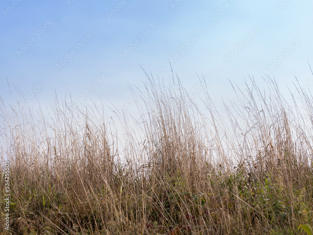 grass and sky grass and sky