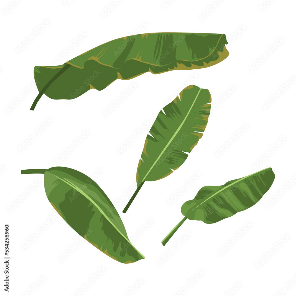 collection of banana leaves isolated on white background collection of banana leaves isolated on white background