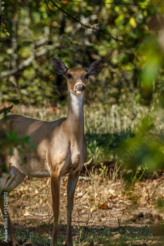 Doe standing in the trees watching.