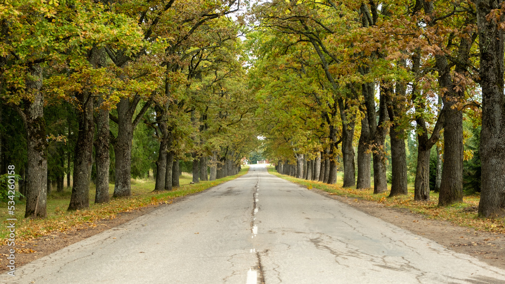 asphalt road with beautiful trees on the sides in autumn.
