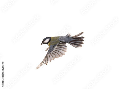 great tit  parus major  in flight isolated on white background