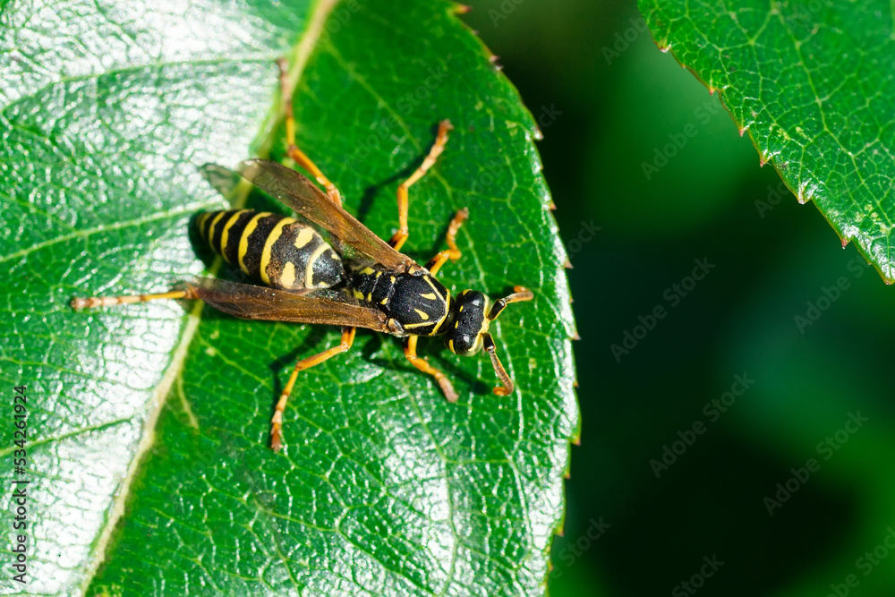 The wasp is sitting on green leaves. The dangerous yellowandblack striped common Wasp sits on