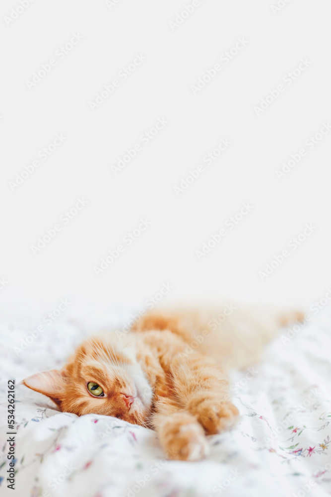 Fototapeta premium Cute ginger cat lying in bed under blanket. Fluffy pet comfortably settled to sleep. Cozy background with copy space.