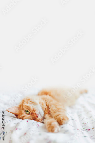 Cute ginger cat lying in bed under blanket. Fluffy pet comfortably settled to sleep. Cozy background with copy space.