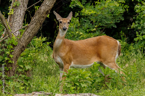 Doe being alert
