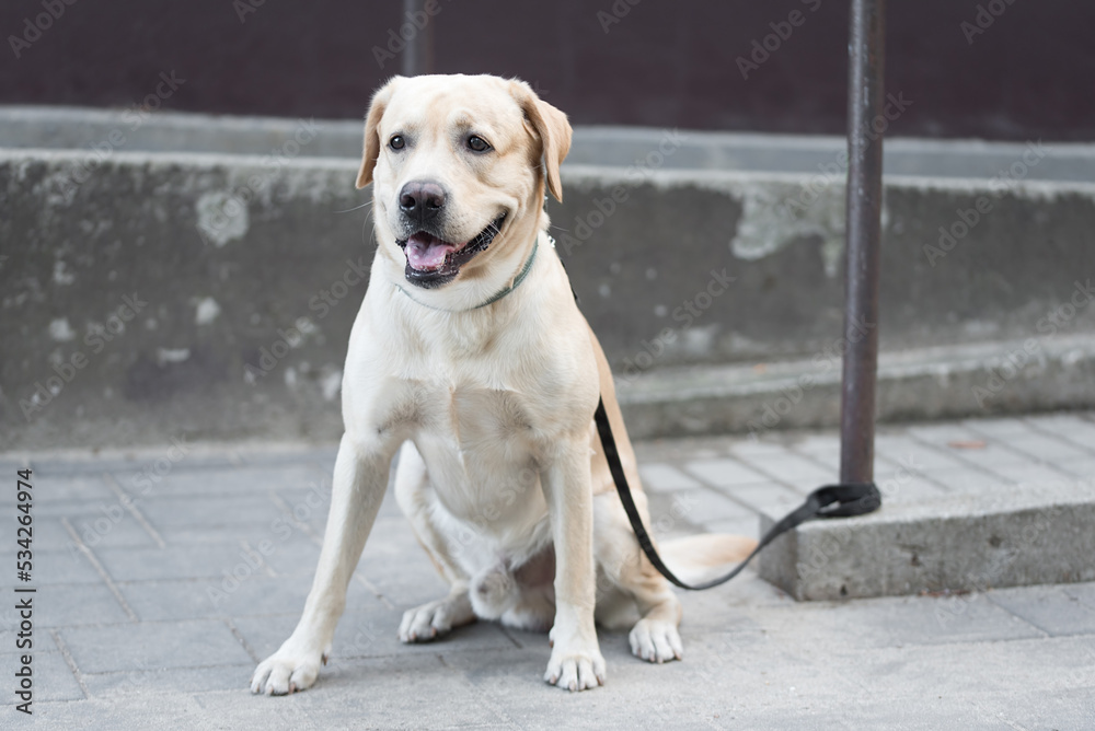 Labrador retriever dog sitting in the street and waiting for his owner