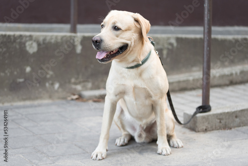 Labrador retriever dog sitting in the street and waiting for his owner