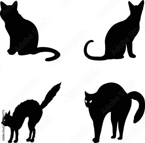 Black cat
