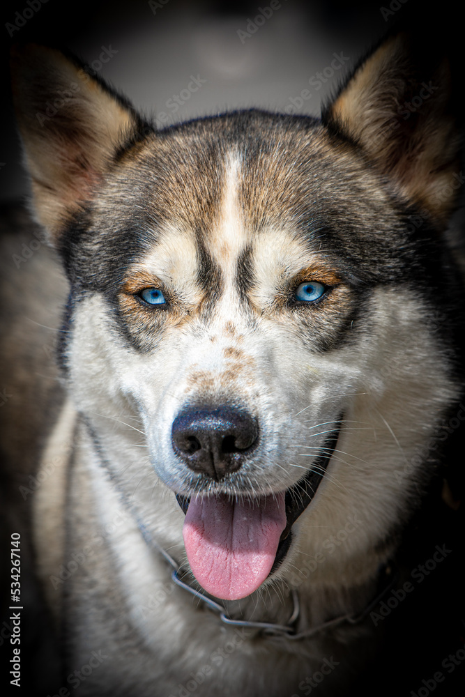 closeup portrait of a husky with blue eyes