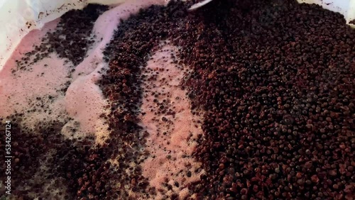 Wine making punch down process of red wine grapes during fermentation. Video