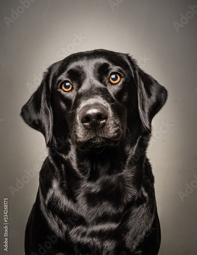 Black Labrador Sitting Portrait
