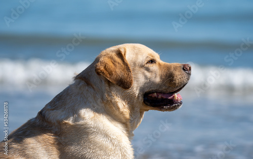 Labrador golden retriever on the beach
