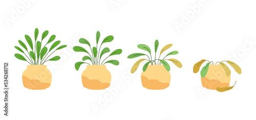 Vector illustration of the wilting phase of a potted plant. The stages of the plant are from young and green to dry and dead.