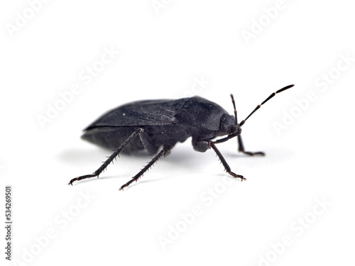 Black bug on a white background. Aellopus atratus 