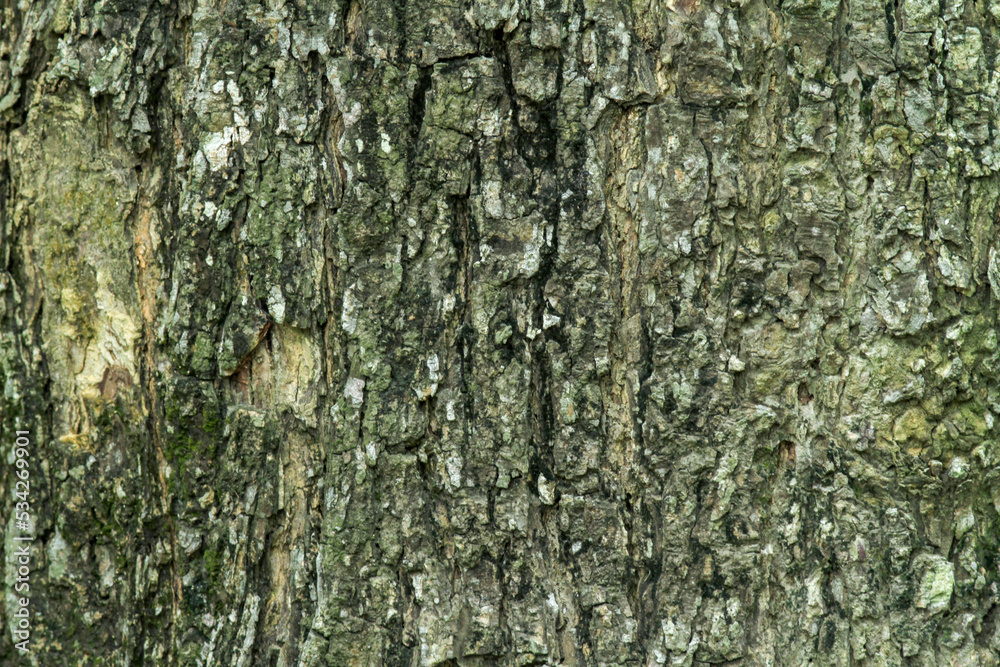 Fototapeta premium The bark of a tree