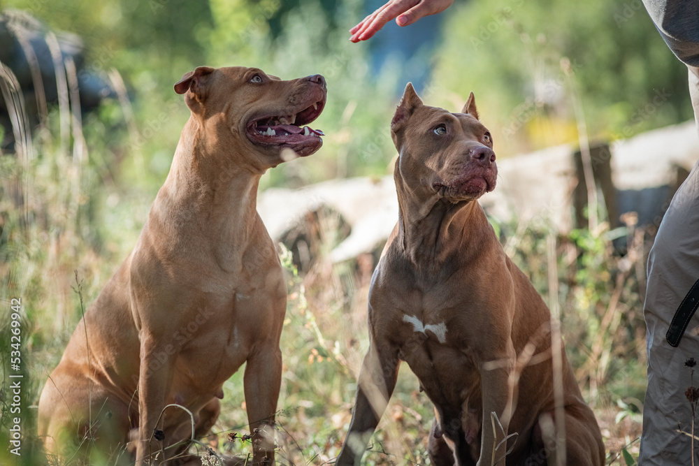 Obraz premium Cute purebred american pit bull terrier outdoors in summer.