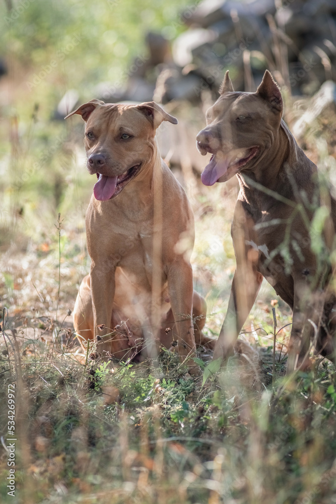 Cute purebred american pit bull terrier outdoors in summer. Cute purebred american pit bull terrier outdoors in summer.