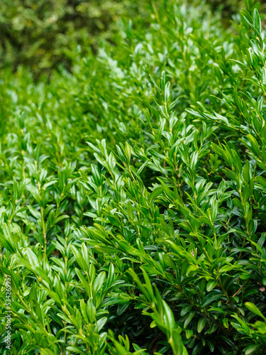 leaves of boxwood evergreen angustifolia close-up