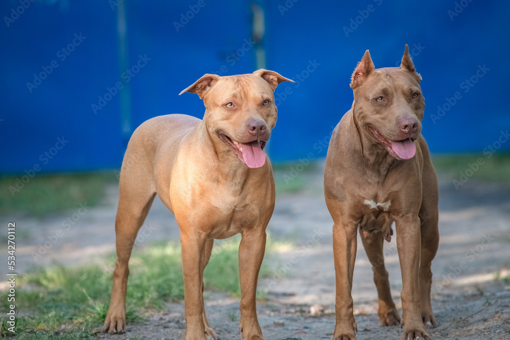 Cute purebred american pit bull terrier outdoors in summer. Cute purebred american pit bull terrier outdoors in summer.