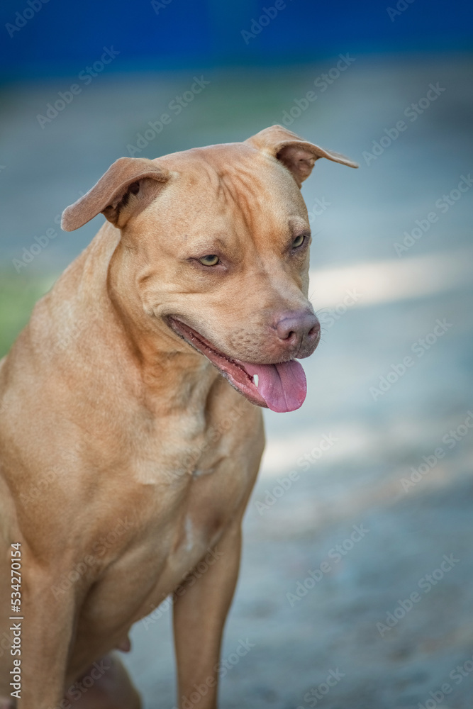 Cute purebred american pit bull terrier outdoors in summer.