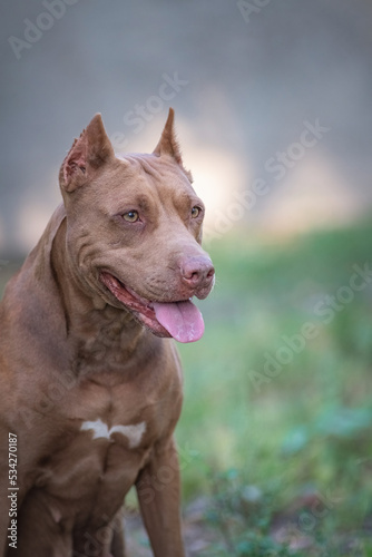 Cute purebred american pit bull terrier outdoors in summer.