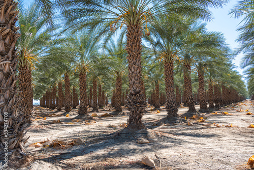 Palmiers Californie