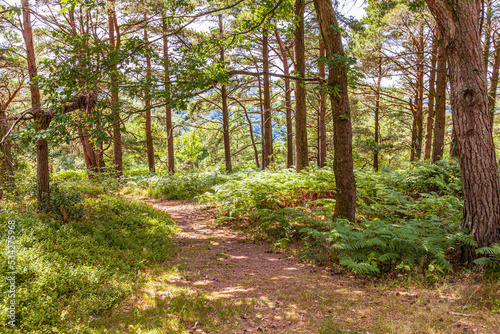 A woodland walk in summer through pine woodlands at Webbers Post near Luccombe in Exmoor National Park, Somerset UK