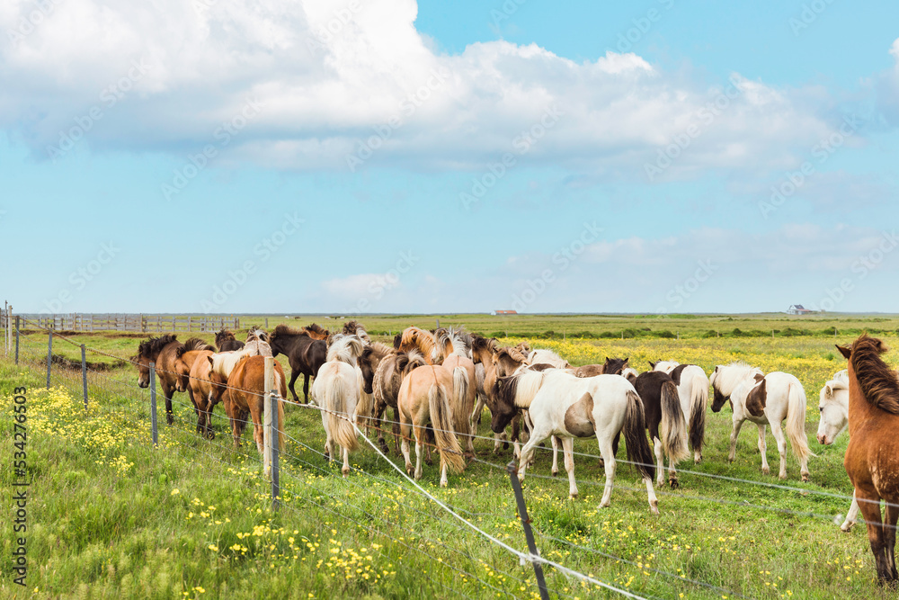 Icelandic horses of various colors standing in field on pasture during the summer