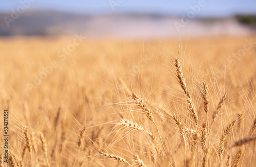Wheat field on a sunny day. Grain farming  ears of wheat close-up. Agriculture  growing food products.