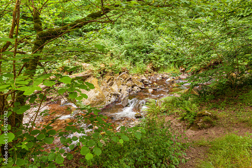 Slika na platnu Horner Water flowing through Horner Wood NNR near Stoke Pero in Exmoor National Park, Somerset UK