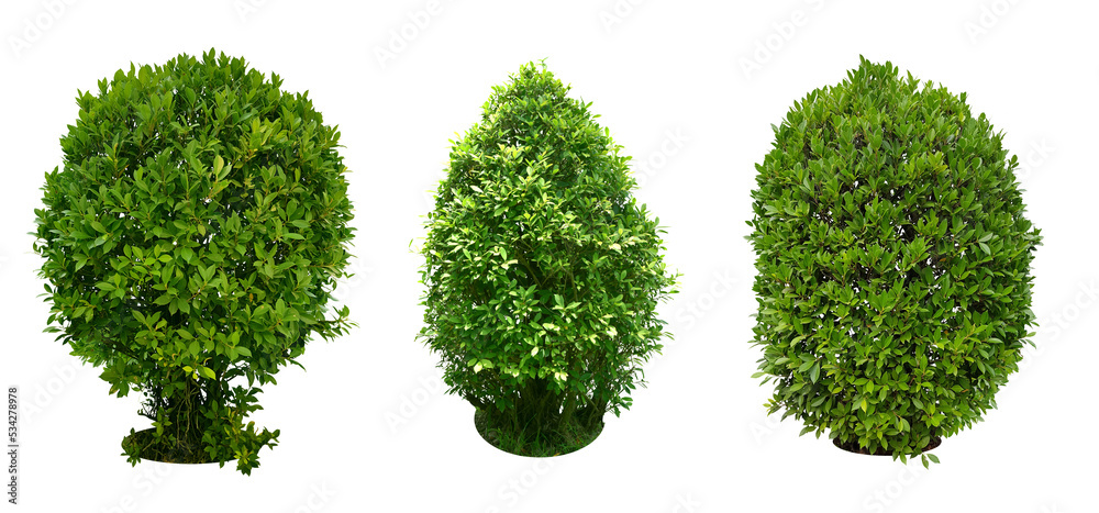 Collection of Tree decorations, garden. bush, shrub Characteristics of  bending to turn into a spiral. total 3 trees. foto de Stock | Adobe Stock