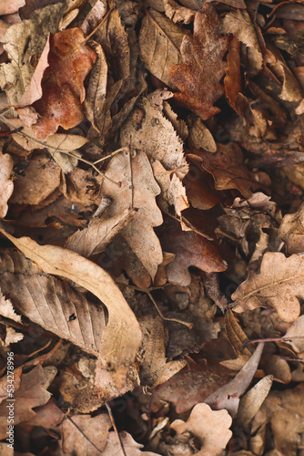 Close up of autumn leaves on the ground. Autumn colors