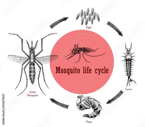 Mosquito life cycle hand drawing engraving style clip art