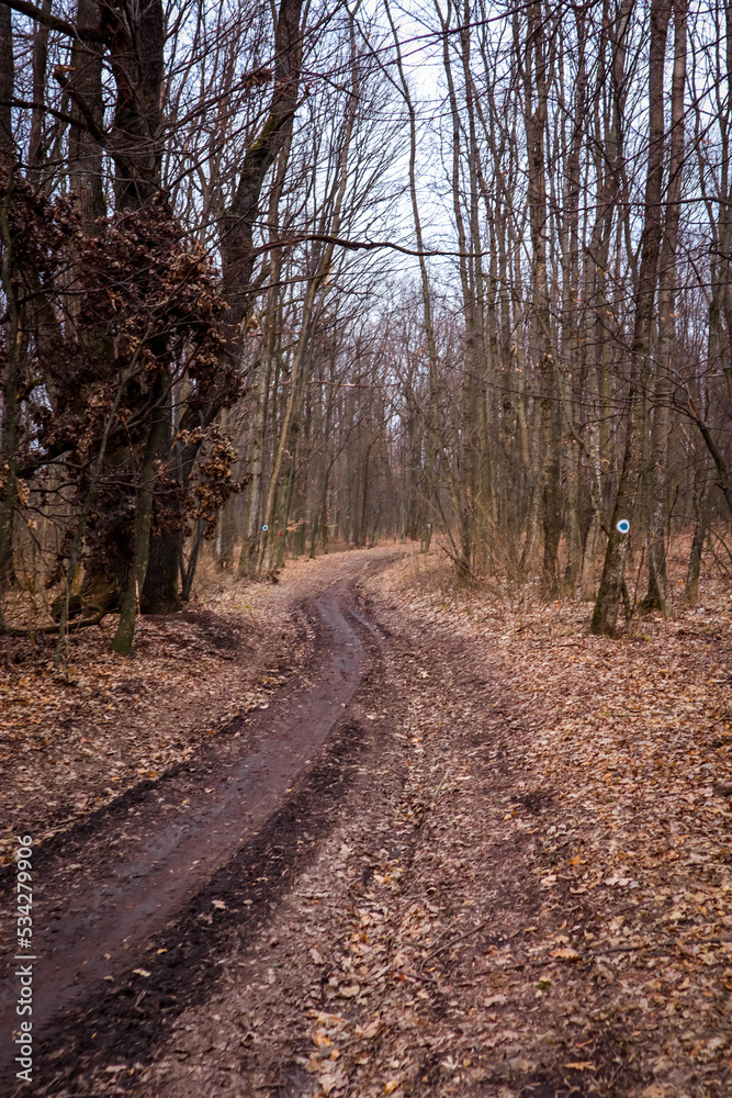 Road in the forest full of yellow leaves during autumn season Romania Road in the forest full of yellow leaves during autumn season Romania