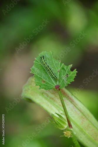 closeup the green caterpillar insect hold and sitting on the ladyfinger plant leaf in the farm soft focus natural green brown background. © amit