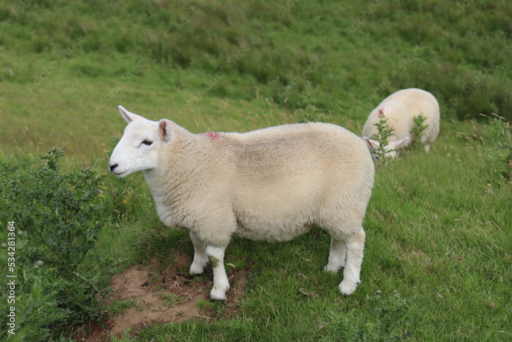 Obraz premium Sheep in a grassy field