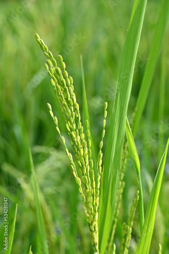 closeup the bunch ripe yellow green paddy plant growing with grain in the farm soft focus natural green brown background.