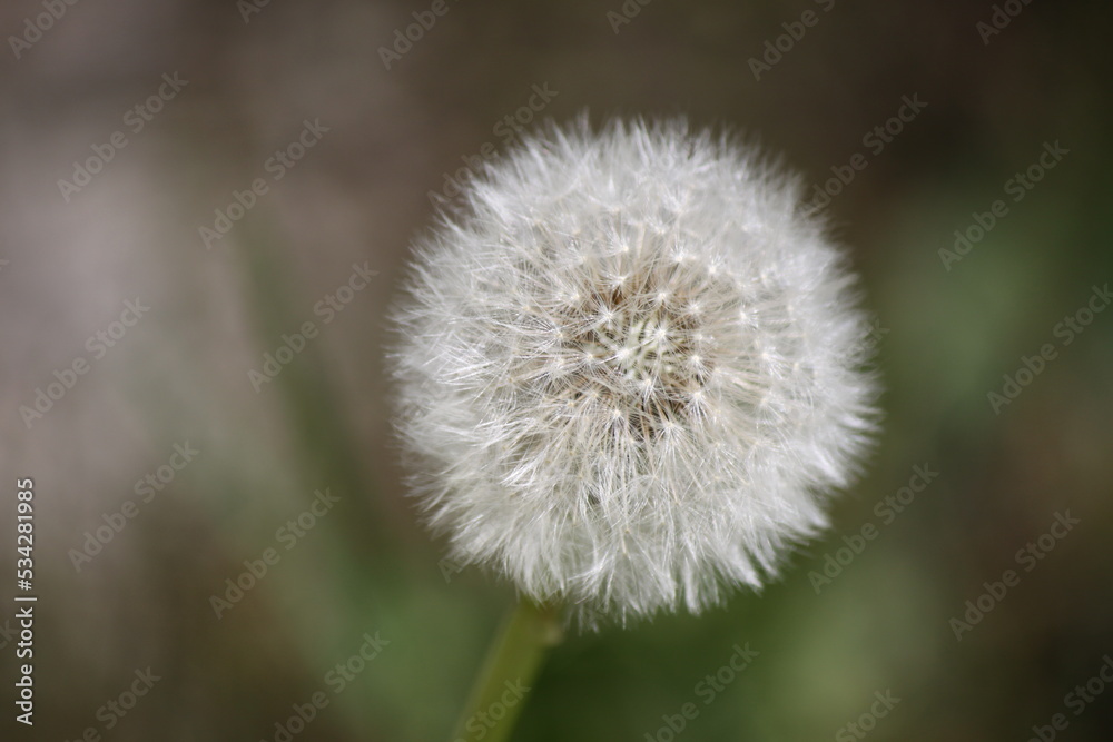 Beautiful dandelion close-up.