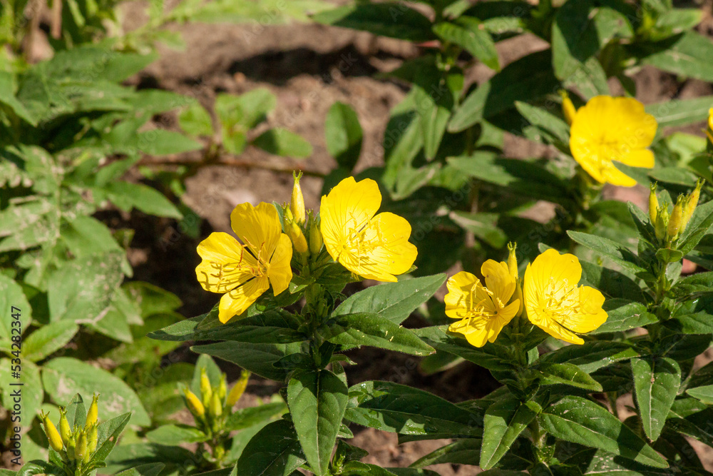 Flowers evening primrose quadrangular close-up. Flowers evening primrose quadrangular close-up.