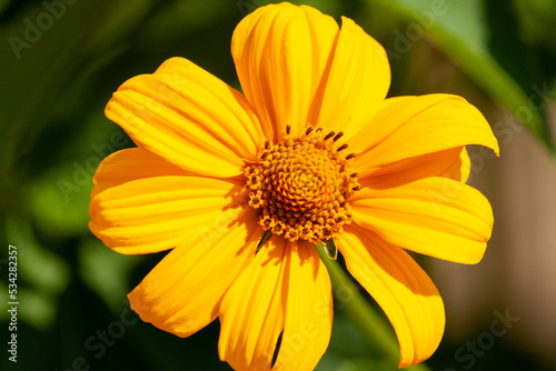 Beautiful yellow blooming titonia flower close-up.