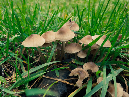 Young mushrooms among the dense grass on an old stump