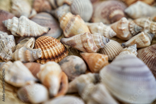 decoration with shells and seashells in various shapes and colors