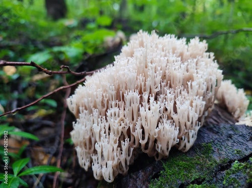 Wild mushroom of Artomyces Pyxidatus or Coral Fungi in autumn forest