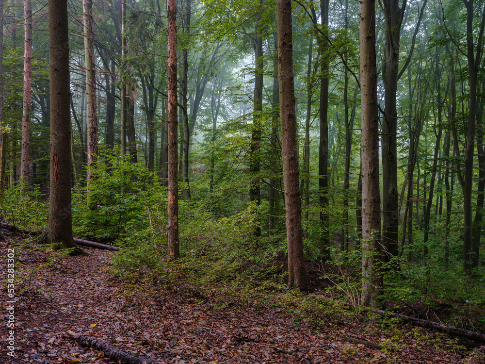 Naklejka premium Im Hochwald Marburg Marbach, Buchen