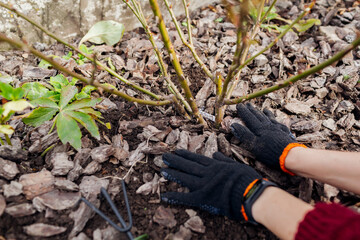 Gardener mulching fall garden with pine wood chips mulch. Woman puts bark around rose bush