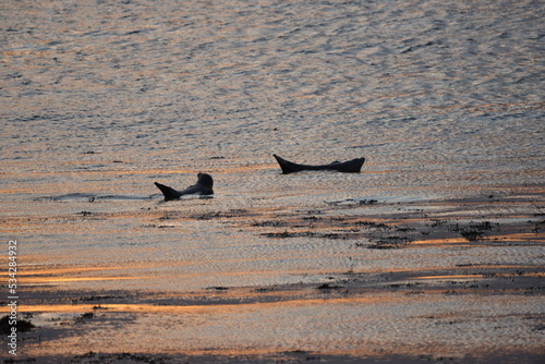 Seal orkney