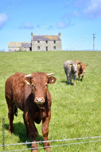 Orkney cows