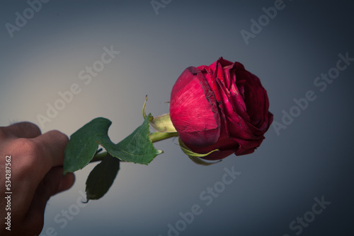 Dark flower banner with red rose