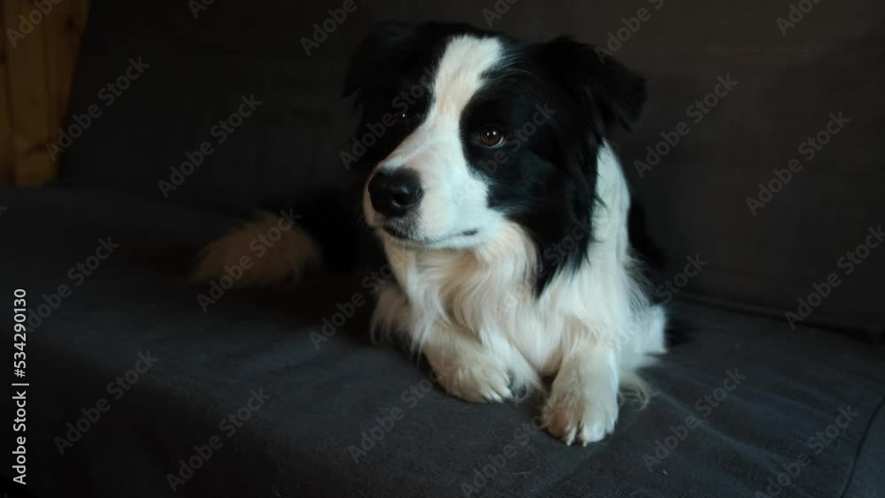 Funny portrait of puppy dog border collie lying on couch indoor. Cute pet dog resting on sofa at home. Pet animal life concept Funny portrait of puppy dog border collie lying on couch indoor. Cute pet dog resting on sofa at home. Pet animal life concept